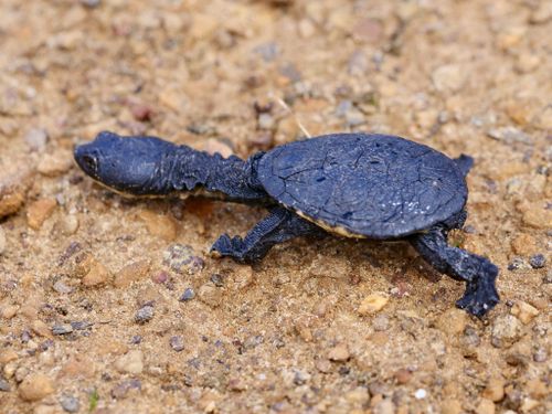 Juvénile Chelodina oblonga