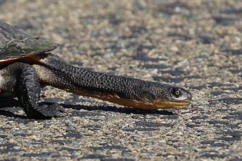 Tête Chelodina longicollis