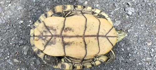 Plastron Trachemys venusta cataspila