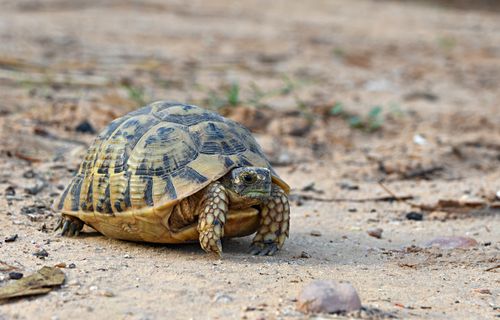 Testudo graeca nabeulensis