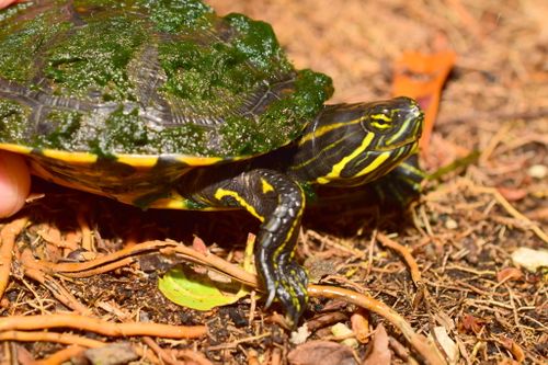 Tête Trachemys venusta iversoni