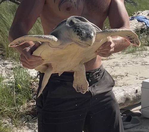 Plastron Lepidochelys kempii