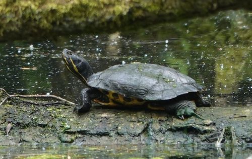 Trachemys scripta troostii