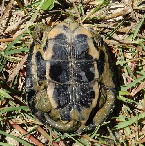 Plastron Mauremys leprosa