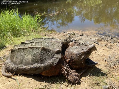 Macrochelys temminckii