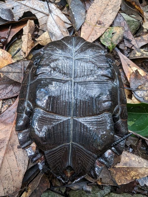 Plastron Mauremys japonica