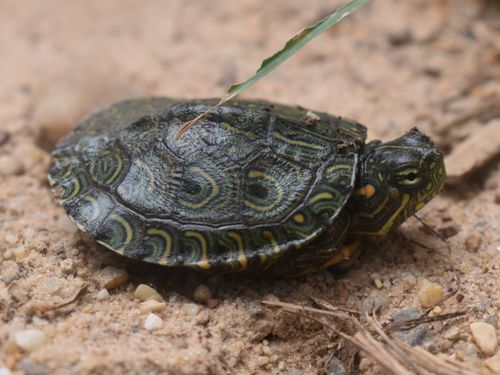 Juvénile Trachemys callirostris callirostris