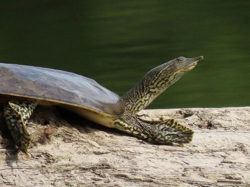 Tête Apalone spinifera spinifera