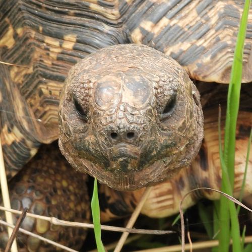 Tête Stigmochelys pardalis