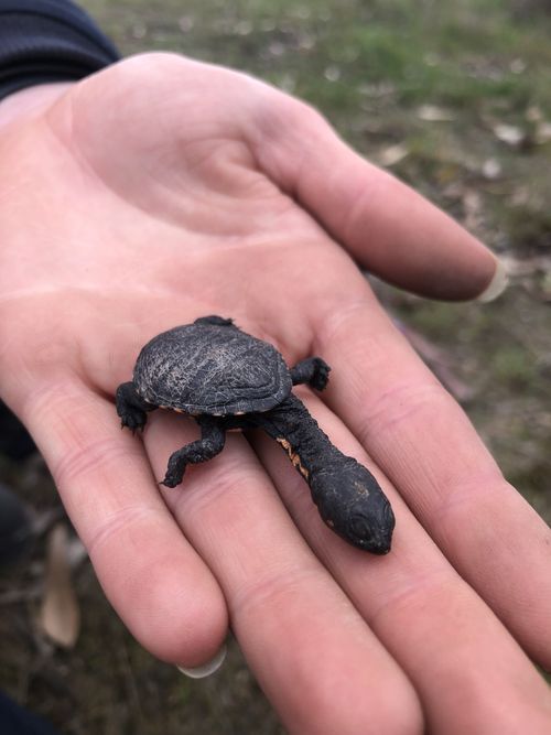 Juvénile Chelodina longicollis