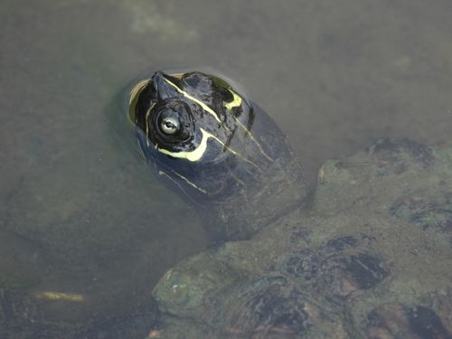 Tête Graptemys pseudogeographica