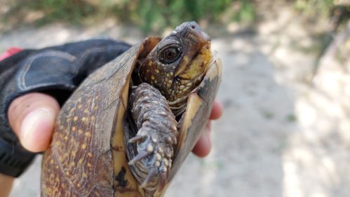 Femelle Terrapene nelsoni klauberi