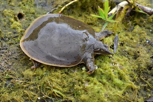 Juvénile Apalone mutica