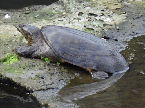 Pelodiscus sinensis