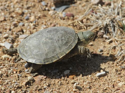 Juvénile Kinosternon flavescens