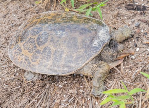 Dossière Apalone ferox