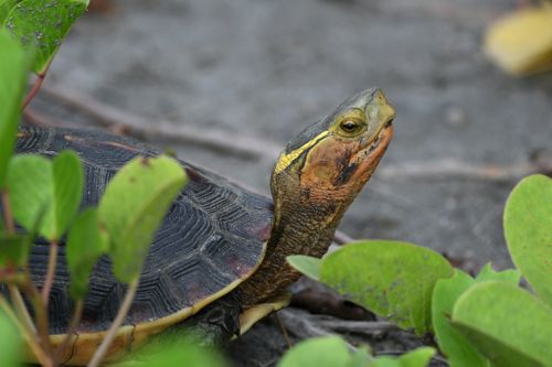 Tête Cuora flavomarginata flavomarginata