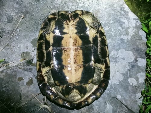 Plastron Mauremys mutica