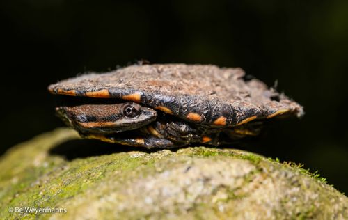 Juvénile Hydromedusa tectifera