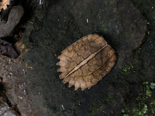 Dossière Geoemyda spengleri