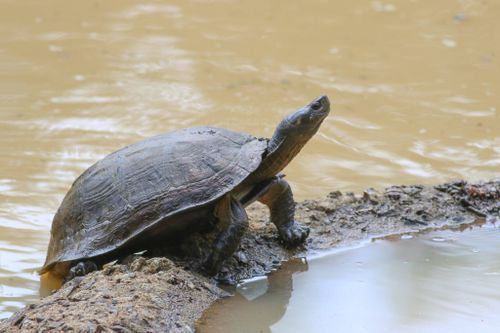 Melanochelys trijuga thermalis