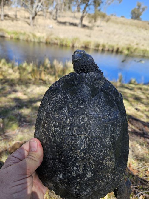 Dossière Myuchelys bellii