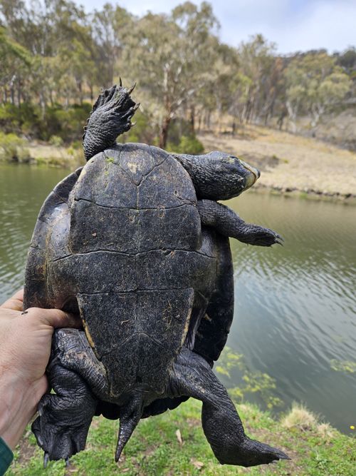 Plastron Myuchelys bellii