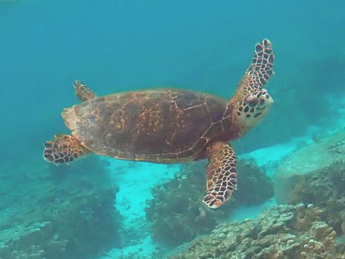 Femelle Eretmochelys imbricata