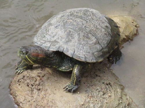 Dossière Trachemys callirostris