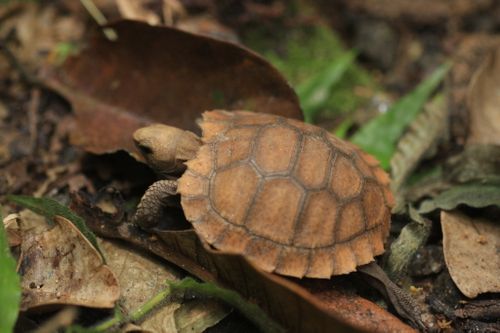 Juvénile Indotestudo travancorica