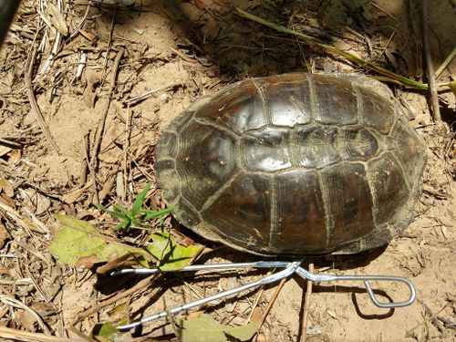 Dossière Acanthochelys macrocephala