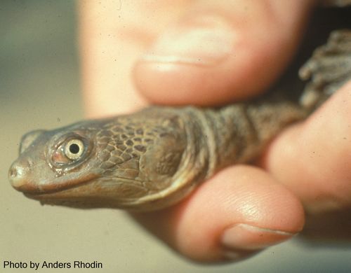 Tête Chelodina pritchardi