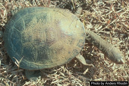 Chelodina pritchardi