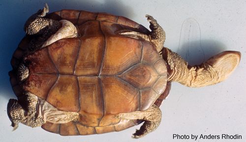 Plastron Chelodina pritchardi