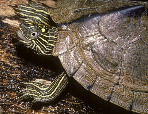 Tête Graptemys sabinensis