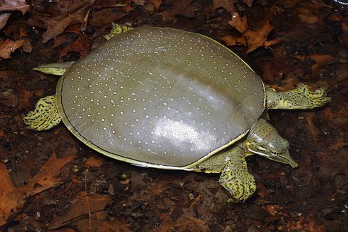 Dossière Apalone spinifera guadalupensis