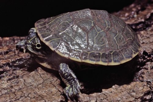 Juvénile Deirochelys reticularia miaria