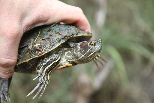 Mâle Trachemys stejnegeri