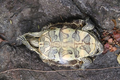 Plastron Trachemys stejnegeri