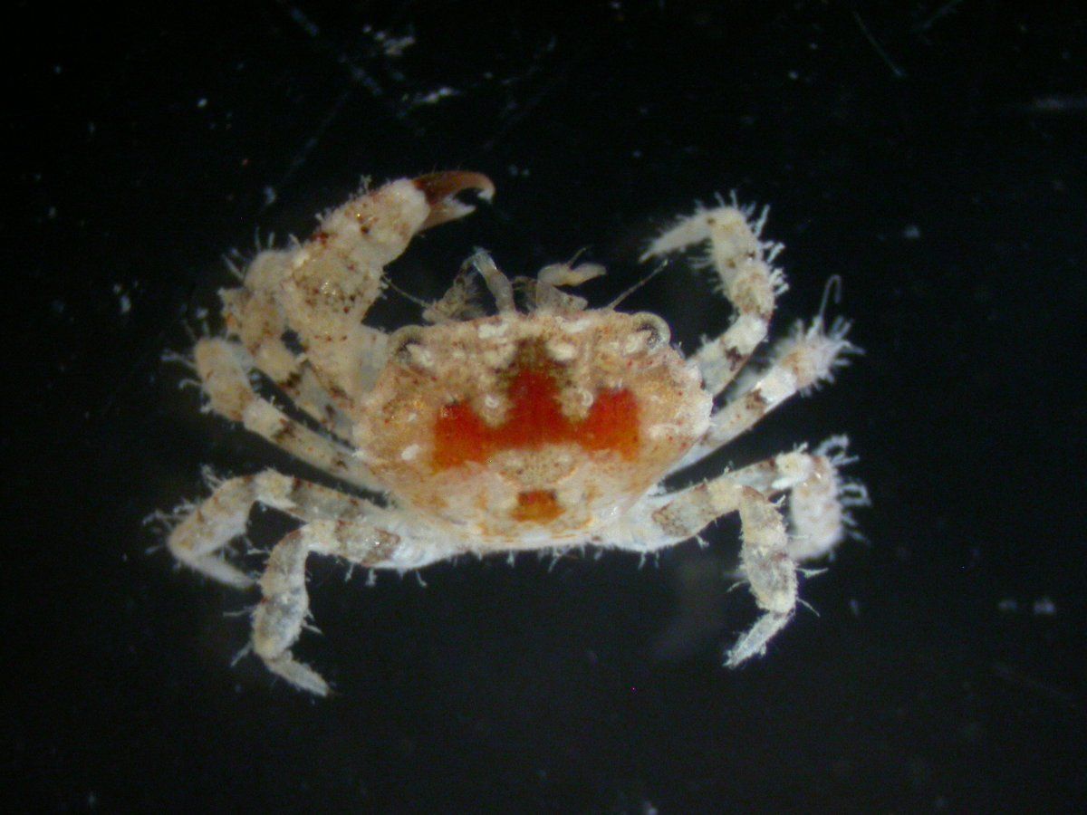 gbif image for Micropanope nuttingi