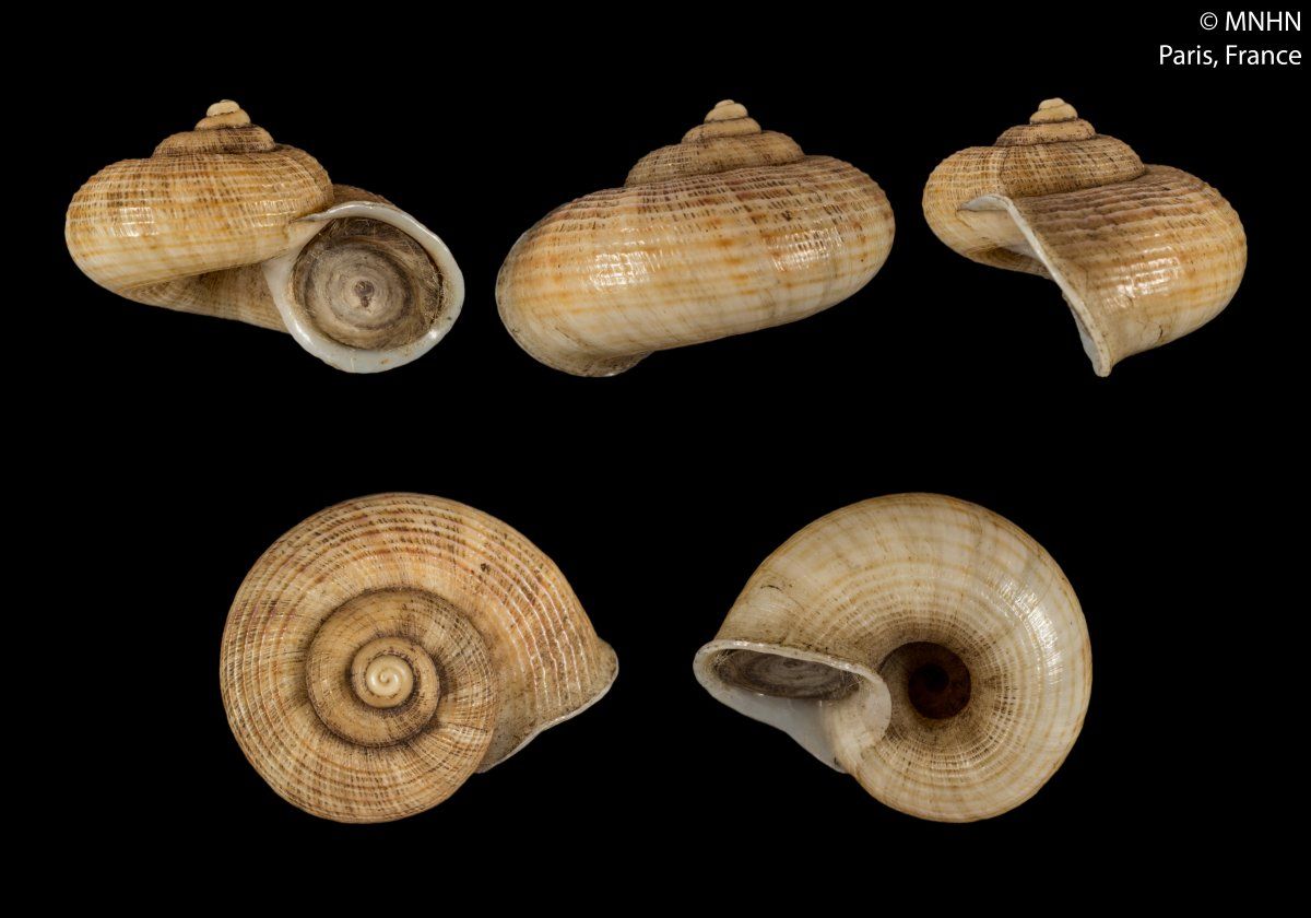 gbif image for Cyclotus volvuloides