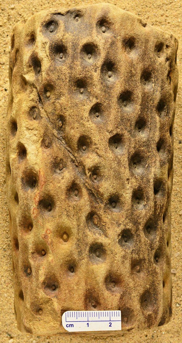 gbif image for Lepidodendraceae