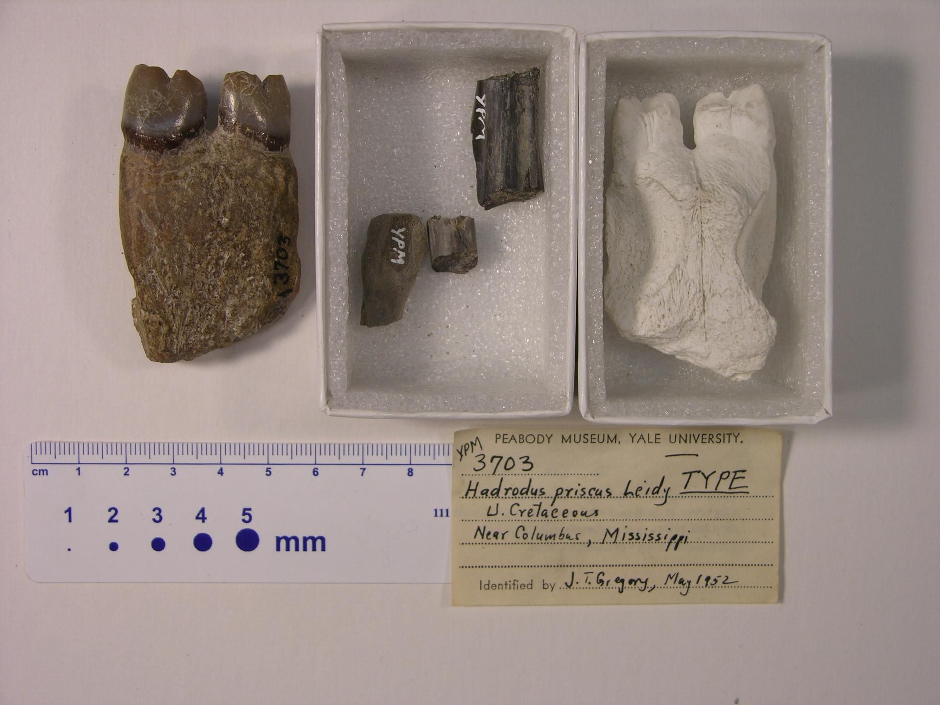 gbif image for Hadrodus priscus