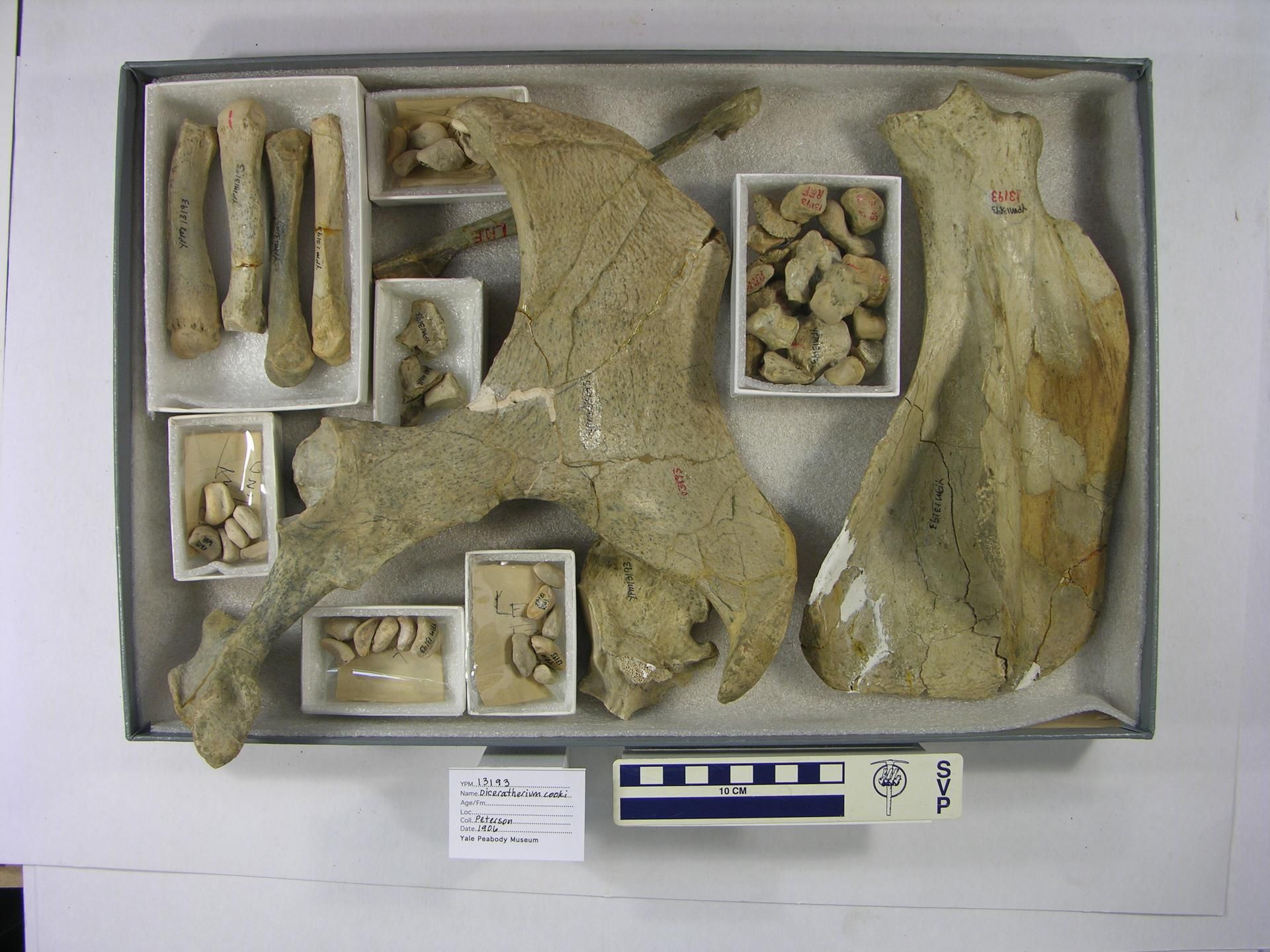 gbif image for Menoceras arikarense