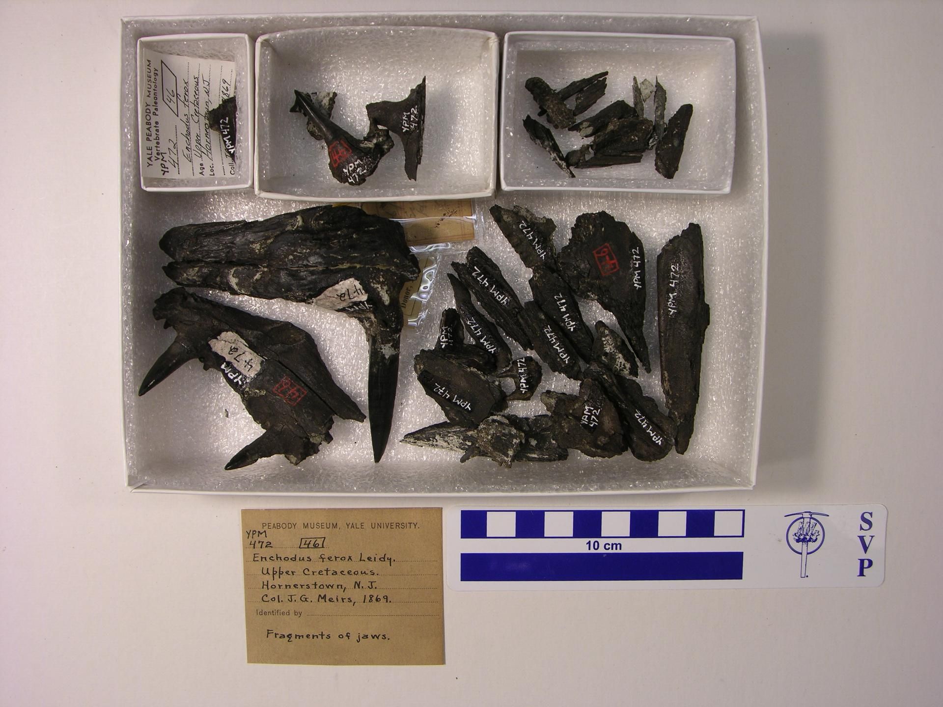 gbif image for Enchodus ferox