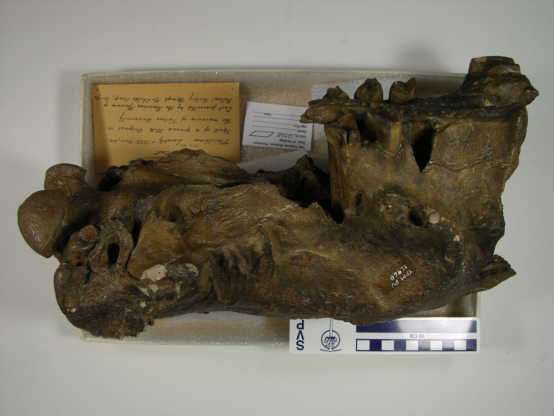 gbif image for Megalonyx jeffersoni