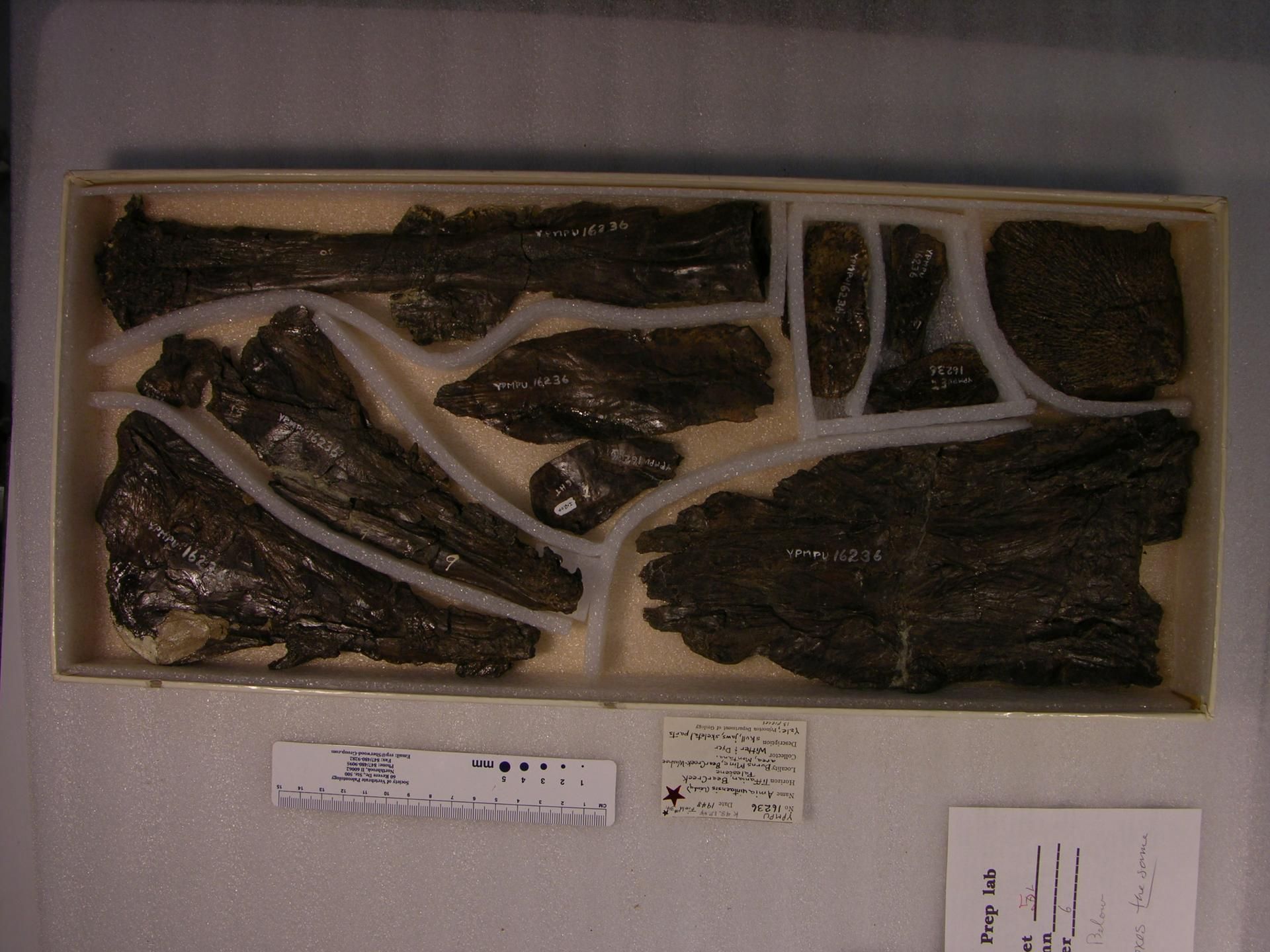 gbif image for Amia uintensis