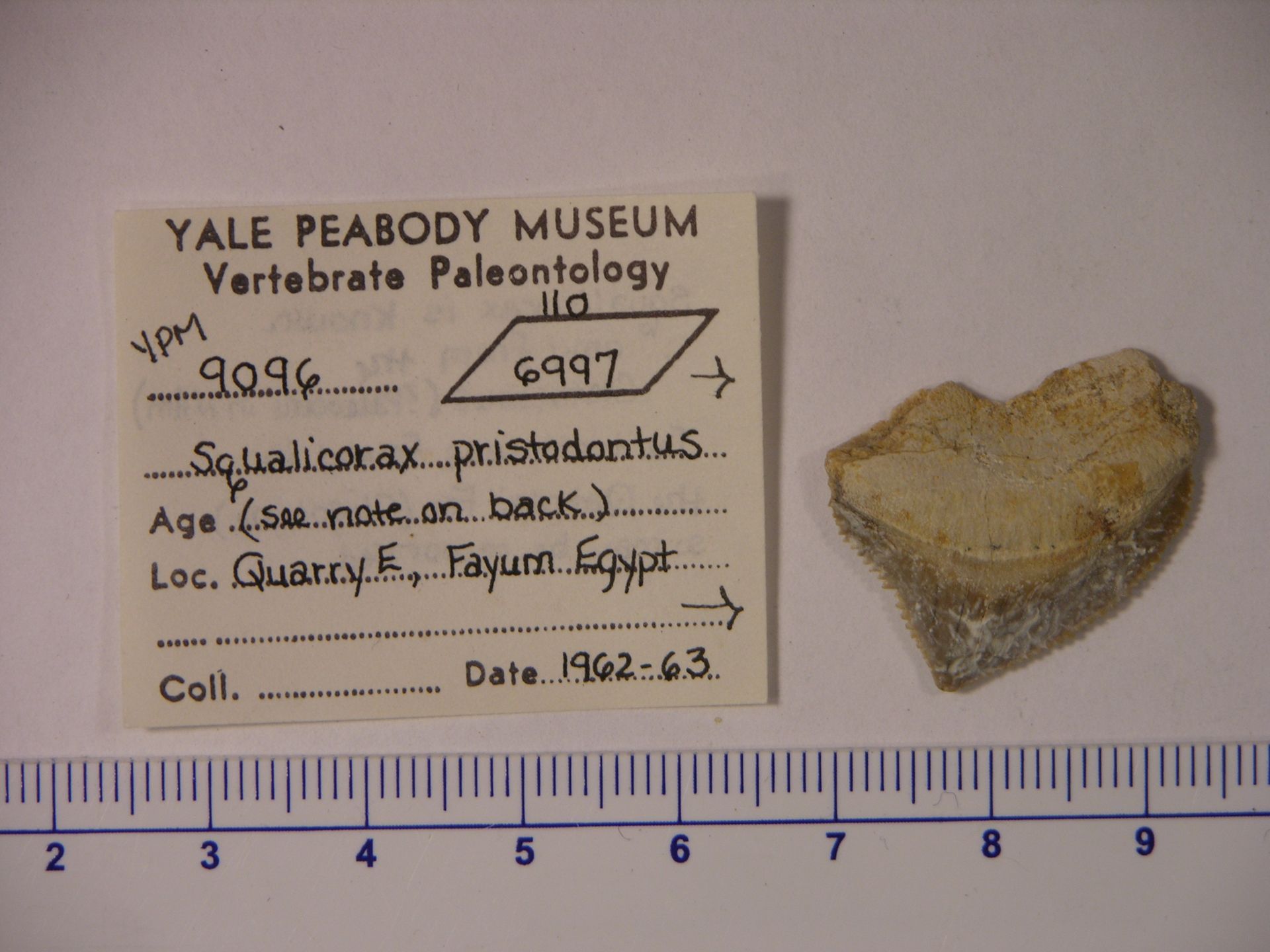 gbif image for Squalicorax pristodontus