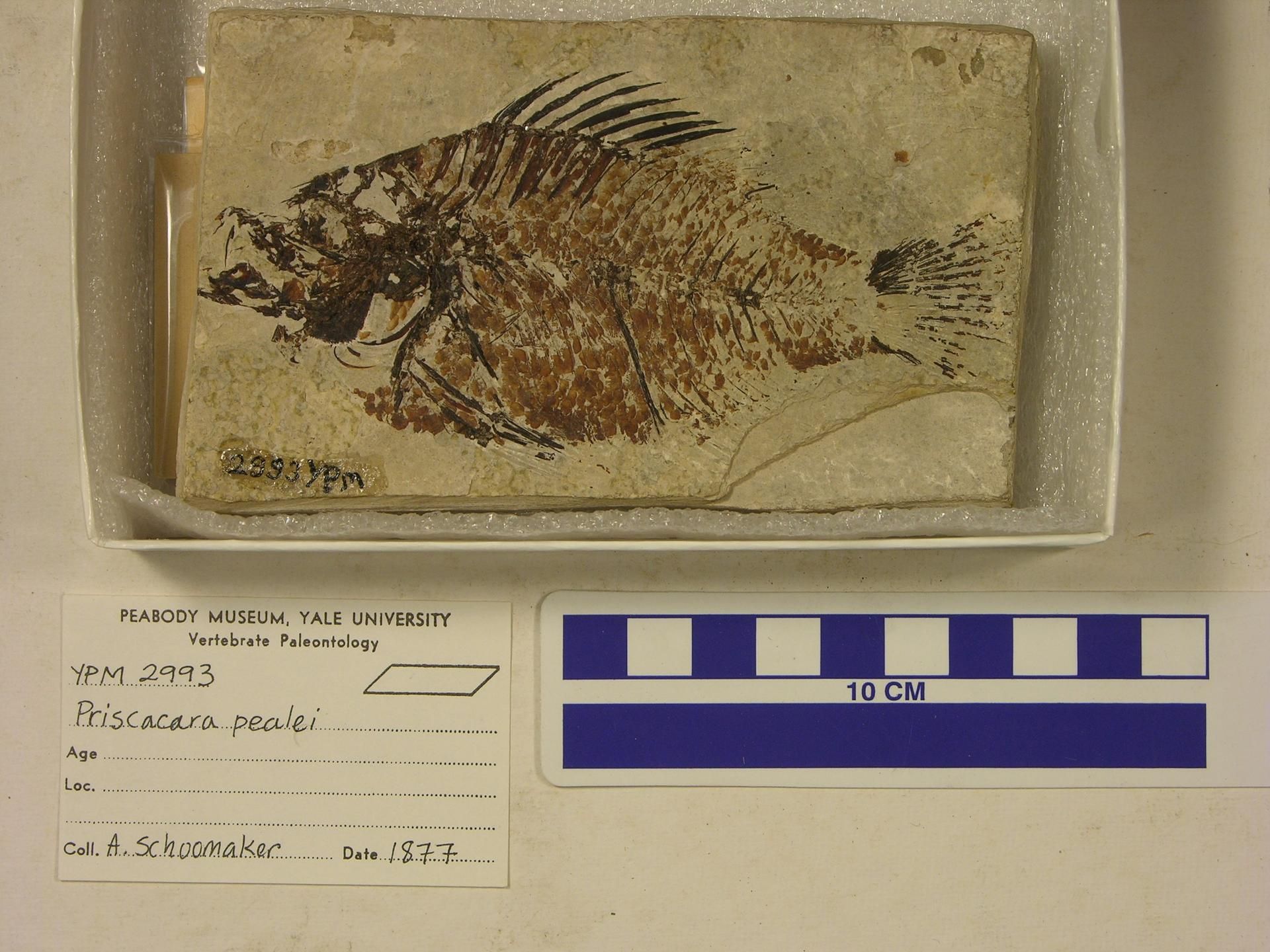 gbif image for Priscacara pealii