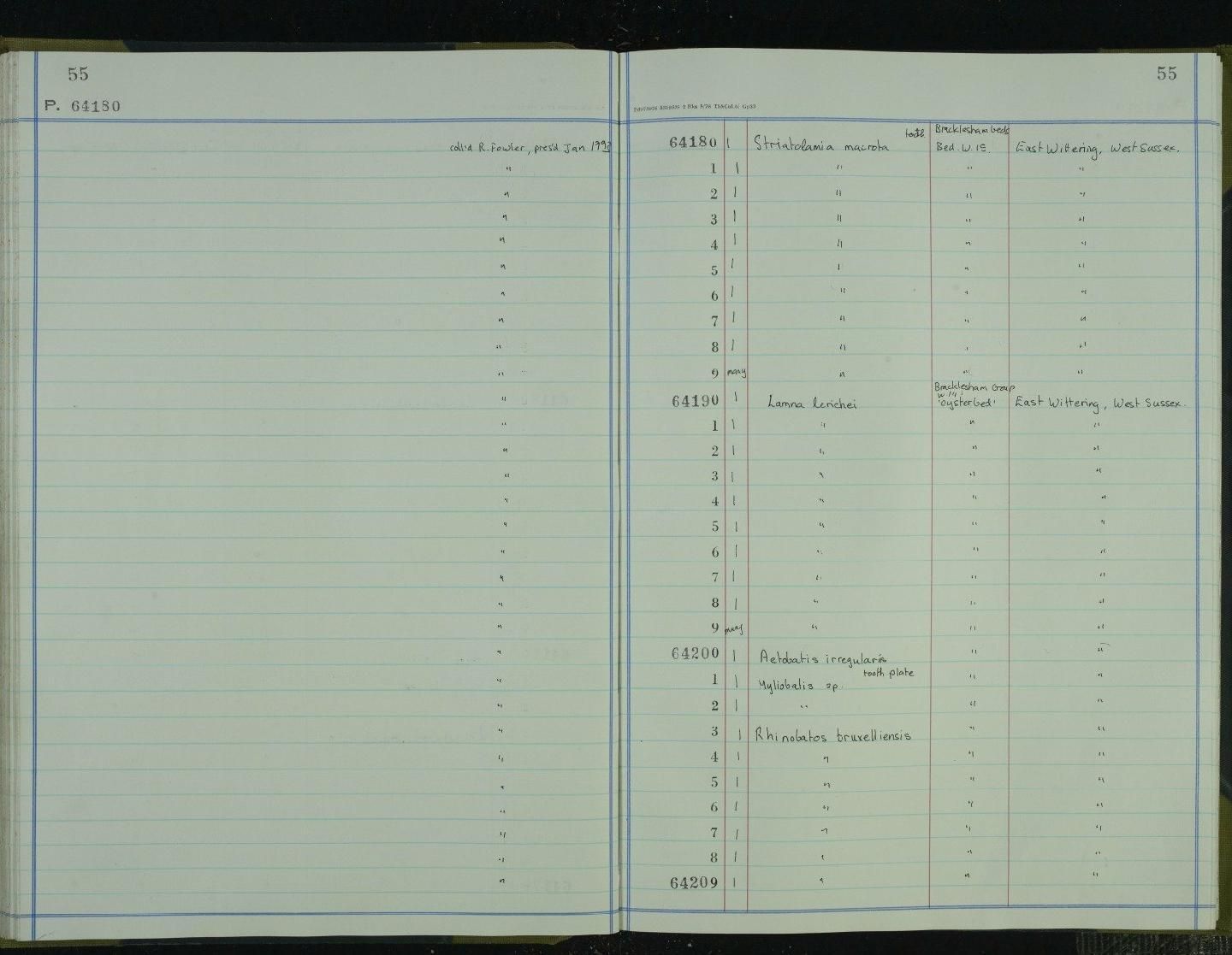 gbif image for Brachycarcharias lerichei